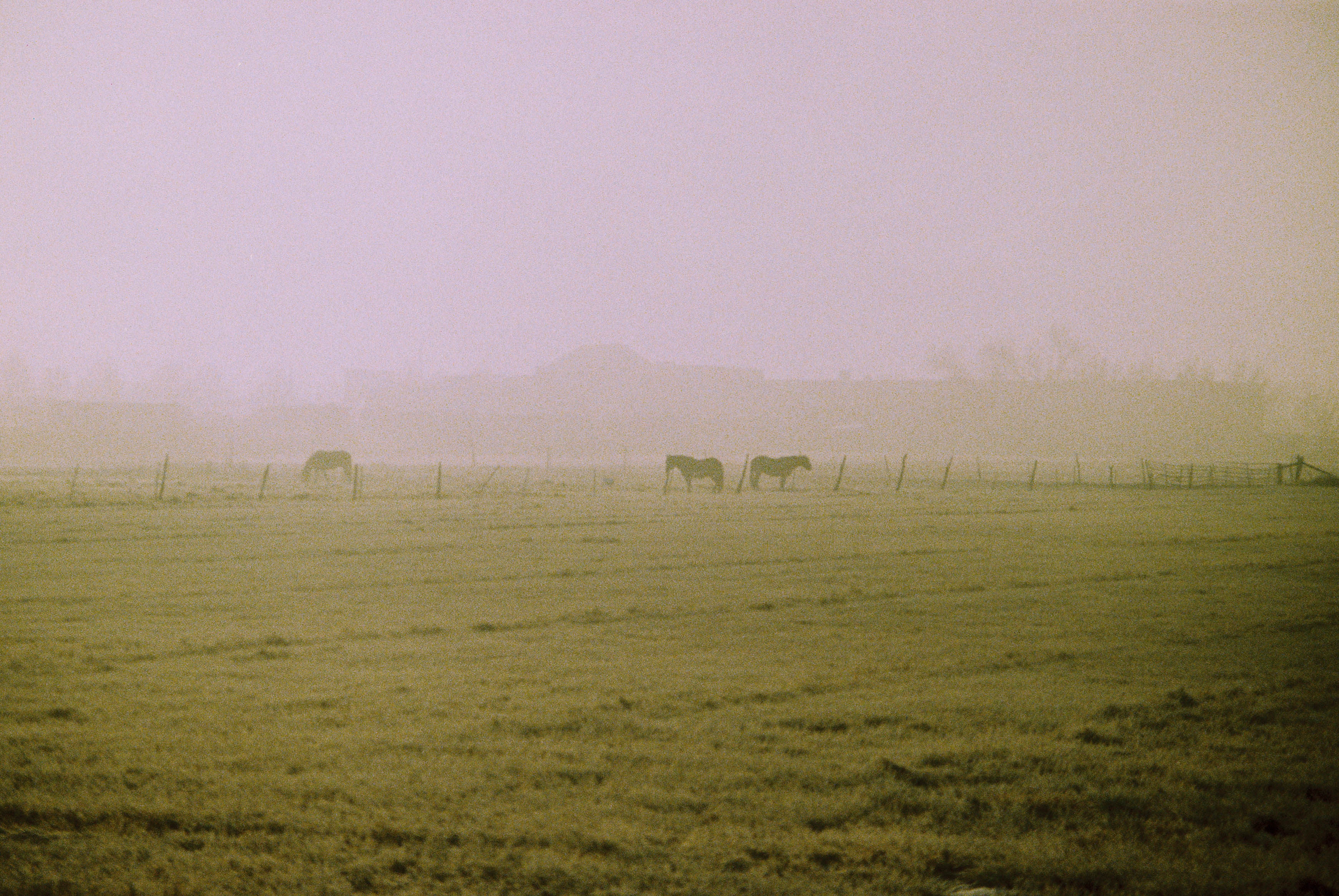 A foggy landscape